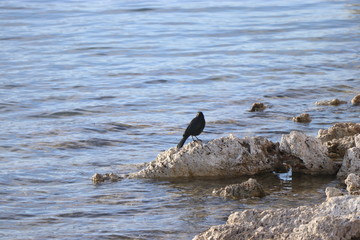 Yosemite and surrounds