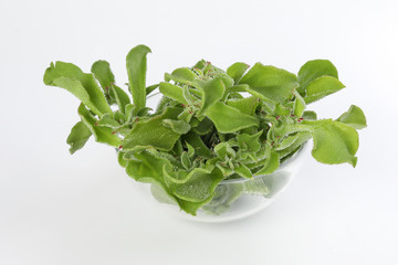 Ice plant vegetable greed frosty leaf