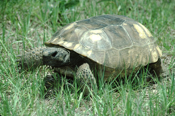 Gopher Tortoise (Gopherus Polyphemus)