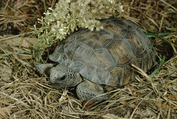 Gopher Tortoise (Gopherus Polyphemus)