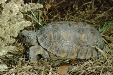 Gopher Tortoise (Gopherus Polyphemus)