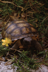 Gopher Tortoise (Gopherus Polyphemus)