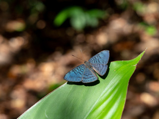 アツバシジミタテハ