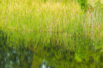 grass and reflection on the water for natural background.