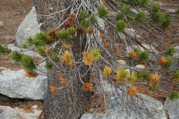 Yosemite and surrounds