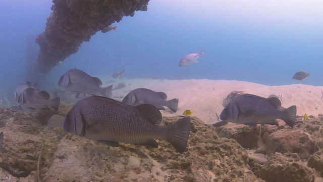 A school of large pearl perch swimming in crystal clear blue water under a large man made sewage pipe
