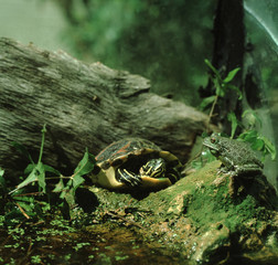Painted Turtle (Chrysemys Picta)