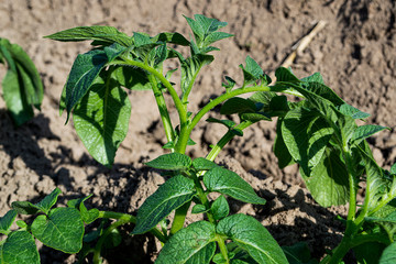Planting potatoes in Thailand, Potato seedlings, Potato fields.
