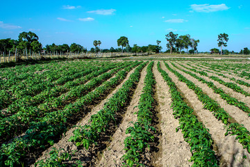 Fototapeta na wymiar Planting potatoes in Thailand, Potato seedlings, Potato fields.
