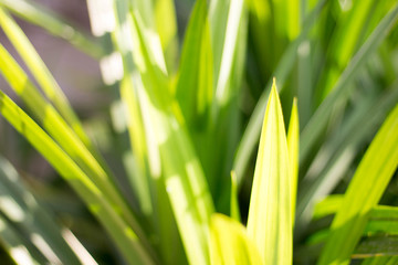 Green leaves in the morning