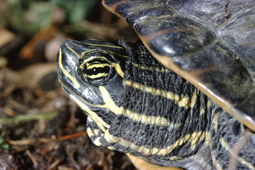 Naklejka premium Peninsula Cooter Turtle (Pseudemys Peninsularis)