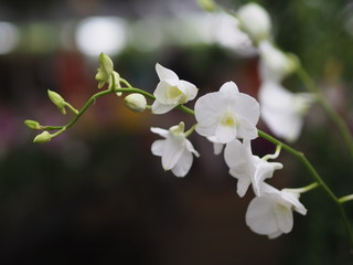 Orchid flower and green leaves background in the garden.