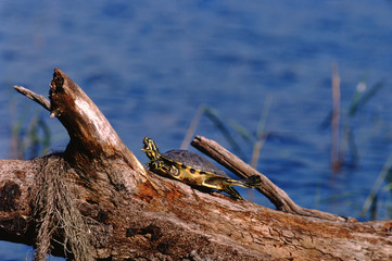 Peninsula Cooter Turtle (Pseudemys Peninsularis)