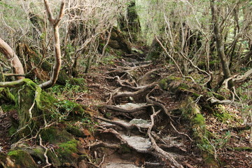屋久島　苔むすジブリの森 白谷雲水峡