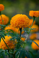 Marigold flowers are blooming.