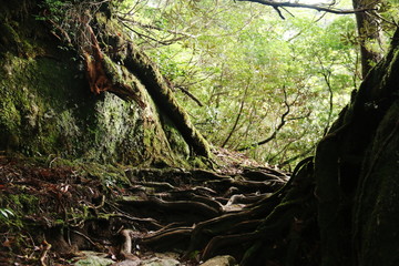 屋久島　苔むすジブリの森 白谷雲水峡
