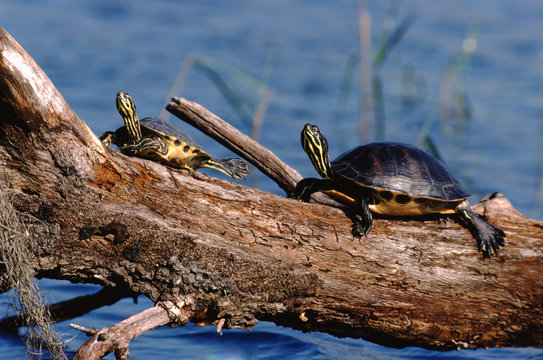 Peninsula Cooter Turtle (Pseudemys Peninsularis)