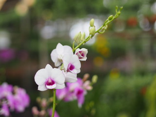 Orchid flower in garden at winter or spring day for postcard beauty and agriculture idea concept...