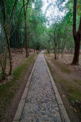 Fototapeta premium foot path in to the wild