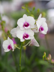 Fototapeta na wymiar Orchid flower in garden at winter or spring day for postcard beauty and agriculture idea concept design. Vanda Orchid.