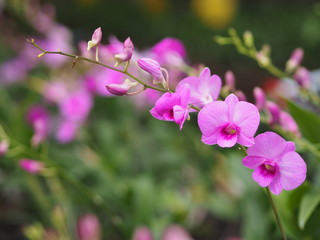 Orchid flower in garden at winter or spring day for postcard beauty and agriculture idea concept design. Vanda Orchid.