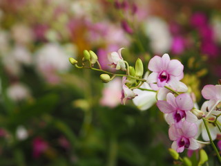Orchid flower in garden at winter or spring day for postcard beauty and agriculture idea concept...