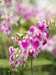 Fototapeta premium Orchid flower in garden at winter or spring day for postcard beauty and agriculture idea concept design. Vanda Orchid.