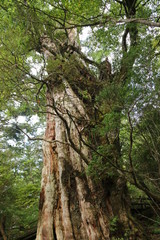 屋久島　苔むすジブリの森 白谷雲水峡