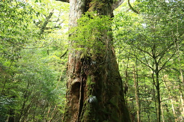 屋久島　苔むすジブリの森 白谷雲水峡