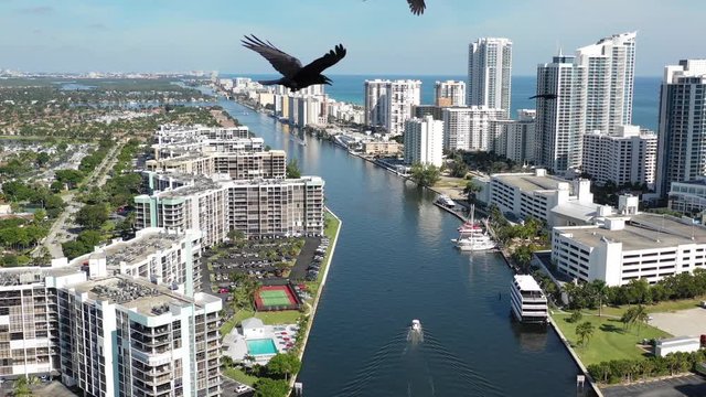 Aerial 4k footage of boat on Miami Beach canal with a flock of crows