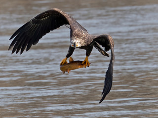 Juvenile Bald Eagle in Flight with Fish