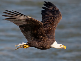 Bald Eagle in Flight With Fish