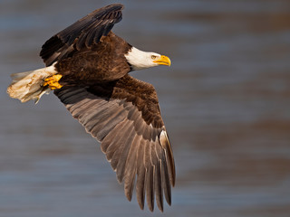 Bald Eagle in Flight With Fish