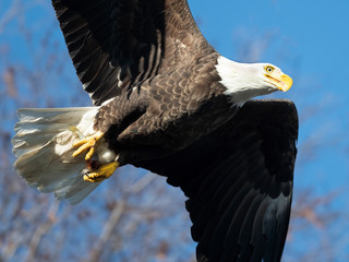 Bald Eagle in Flight With Fish