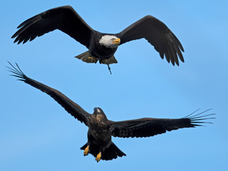 Bald Eagles Battle in Flight