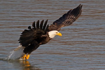 Bald Eagle Fish Grab