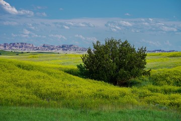 Obraz premium Grassy Fields at Badlands National Park