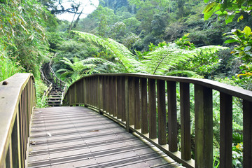 Obraz premium Bamboo creek trail hiking in Chiayi, Taiwan