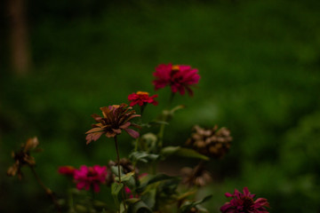 Obraz premium beautiful cosmos flower or flower kenikir which blooms in the backyard garden of Sleman, Indonesia.