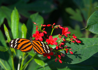 Heliconius hecale, the tiger longwing, Hecale longwing, golden longwing or golden heliconian butterfly, side view drinking nectar from small red flowers.
