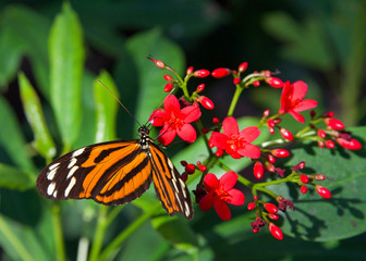 Heliconius hecale, the tiger longwing, Hecale longwing, golden longwing or golden heliconian butterfly, side view drinking nectar from small red flowers.