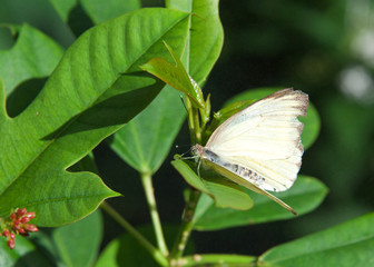 white butterfly with black wing tips, Ascia monuste, the great southern white or pirpinto, sitting on dark green leaves. Profile view.