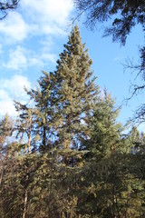 Grand Spruce Tree, Whitemud Park, Edmonton, Alberta