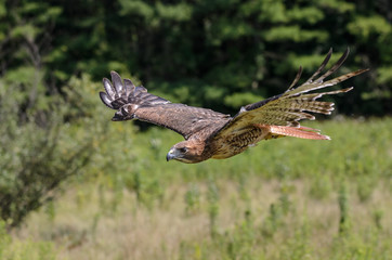 Red-Tailed Hawk