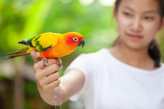 Beautiful Little Parrot Birds Standing On Woman Hand. Asian Teenager Girl Play With Her Pet Parrot Bird With Fun And Love