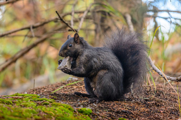 Confused Squirrel