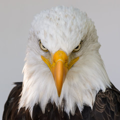 American Bald Eagle