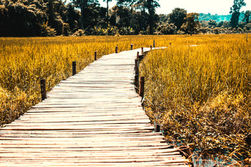 Bamboo bridge that stretches into the rice fields in the morning sun.