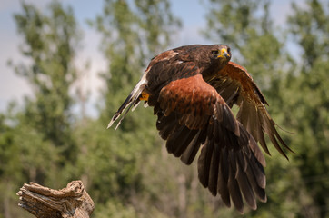 Harris Hawk