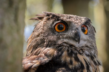 Eurasian Eagle Owl